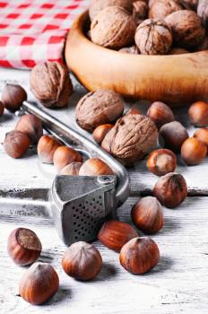 Autumn harvest walnuts and hazelnuts on wooden background