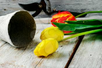 bouquet of cut tulips and garden tools