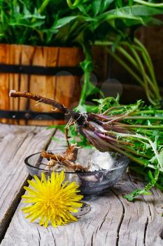 flower of dandelion and its root is harvested for medicinal purposes