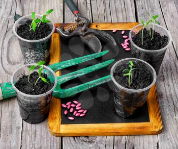 Sowing seeds of spring flowers and garden tools