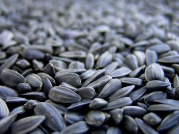 Dry sunflower seeds, on a macro for background