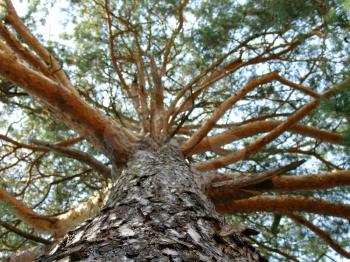 The large pine tree with beautiful branches, macro photography