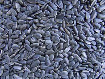 The dry beautiful sunflower seeds for background