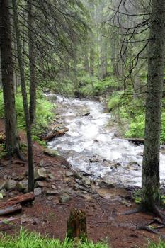 The forest Carpathian Mountain river Prut, which beginning run on Mount Hoverla