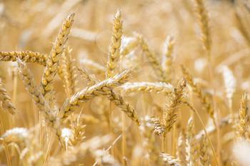 Mature wheat field background. Golden agriculture cereal harvest growing in nature. Raw food plant