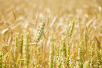 Green and yellow wheat field background. Agriculture cereal harvest growing in nature. Raw food plant