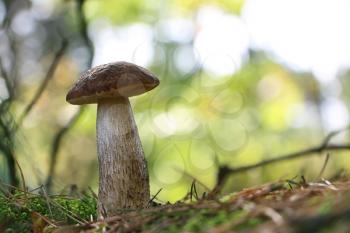 Brown cap Leccinum close-up growing in wood. Large long mushroom grow in forest. Beautiful big edible bolete
