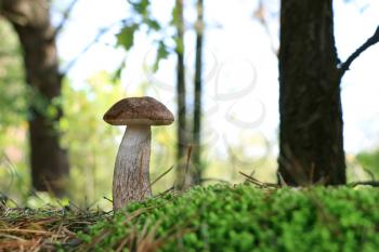 Brown cap Leccinum growth in forest. Large long mushroom grow in wood. Beautiful big edible bolete