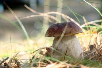 Large royal boletus growth in sunny grass and foliage wood. White mushroom fungus close-up grow in autumn forest. Beautiful edible cep and sunny day