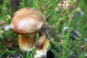 Two boletus badius growing in wood. Mushroom fungus grow in forest. Beautiful edible cep