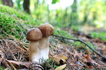 Two long boletus growth in needle and foliage wood. White mushroom fungus close-up grow in autumn forest. Beautiful edible couple ceps