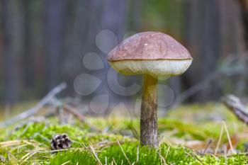 Brown cap boletus grow in moss. Leccinum mushroom grow in forest. Beautiful edible autumn bolete