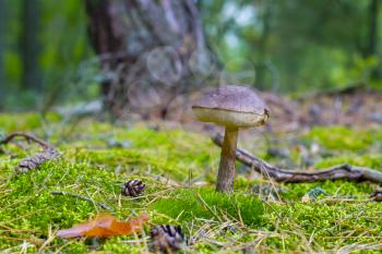 Brown cap boletus grow in moss forest. Leccinum mushroom grow in wood. Beautiful edible autumn bolete