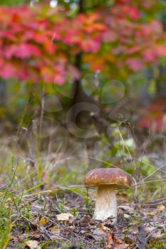 Cep mushroom under red oak tree. Big white fungus grows in forest. Big boletus grow in needles wood