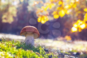 Big mushroom grow in sun rays. Leccinum growing in sunny wood. Beautiful edible autumn raw bolete