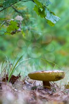 Old cep mushroom growing under oak tree. Boletus grow in wood. Beautiful edible autumn big raw bolete