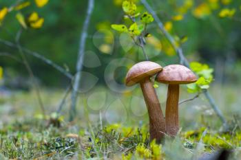 Pair of brown cap mushrooms grows in wood. Leccinum grow in forest. Beautiful edible autumn bolete