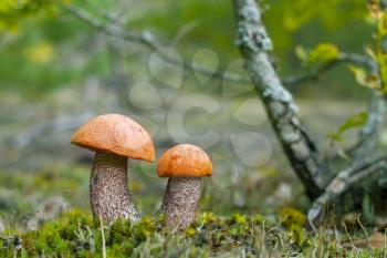 Pair of red cap mushrooms growing in forest moss. Two leccinum grow in wood. Beautiful edible autumn bolete