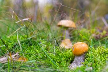 Small and big l:eccinum mushroom grow in moss. Orange cap boletus growing in wood. Beautiful edible autumn bolete