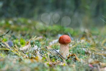 Small leccinum mushroom grow in forest moss. Orange cap boletus growing in wood. Beautiful edible autumn bolete