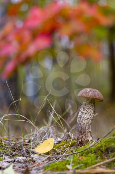 Brown cap mushroom grows in wood. Leccinum grow in forest. Beautiful edible autumn bolete