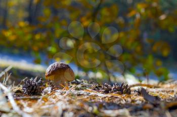 Small white cep mushroom shining in sunny forest. Boletus grow in wood. Beautiful edible autumn big raw bolete