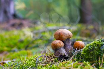 Three small leccinum mushrooms grow in forest moss. Orange cap boletus growing in wood. Beautiful edible autumn bolete