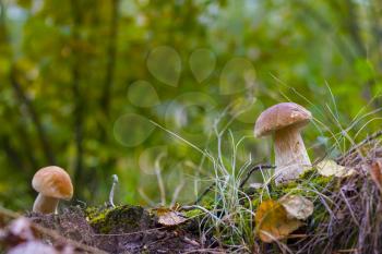 Two cep mushrooms grows in wood. Boletus grow in forest. Beautiful edible autumn big raw bolete