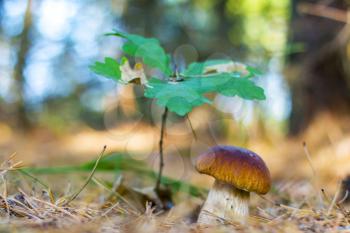White cep mushroom growing under oak tree. Boletus grow in wood. Beautiful edible autumn big raw bolete