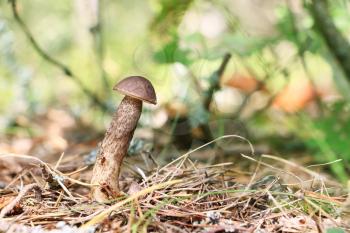 Brown cap boletus close-up grow in wood. Leccinum mushroom growing in needles forest. Beautiful little bolete