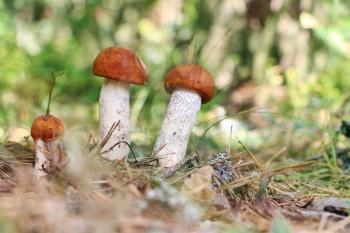 Three mall orange cap boletus close-up grow in wood. Leccinum mushroom growing in needles forest. Beautiful little bolete