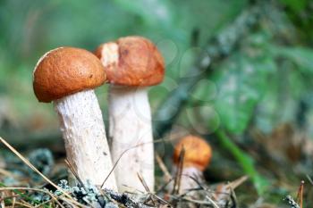 Three small orange cap boletus close-up growing in wood. Leccinum mushroom grow in needles forest. Beautiful little bolete