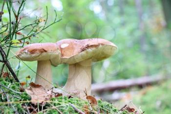 Double edible ceps grow in wood. White fresh mushrooms growing in forest. Beautiful bolete and vegetarian food