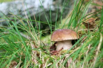 Cep close-up growing in grass wood. White fresh mushroom grow in forest. Beautiful bolete and vegetarian food