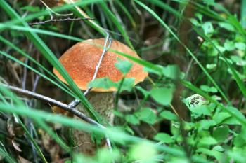 Orange cap boletus close-up growing in grass wood. Leccinum mushroom grow in forest. Beautiful large bolete