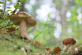 Large and small edible ceps growing in wood. White fresh mushrooms grow in forest. Beautiful bolete and vegetarian food