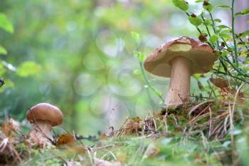 Big and small edible ceps grow in wood. White fresh mushrooms growing in forest. Beautiful bolete and vegetarian food