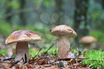 Three boletus growing in wood. White fresh mushrooms grow in forest. Beautiful ceps and mushrooms rain