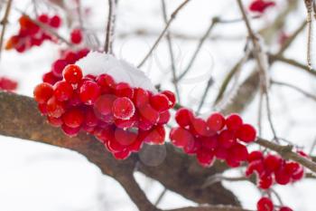 Frozen red viburnum on branches. Beautiful winter seasonal berries
