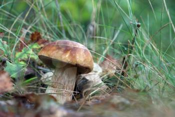 Fresh large fungus growing in grass. White mushroom boletus grow in forest. Beautiful edible cep