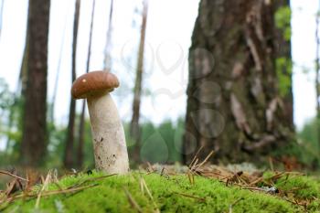Fresh long fungus growing in grass. White mushroom boletus grow in forest. Beautiful edible cep