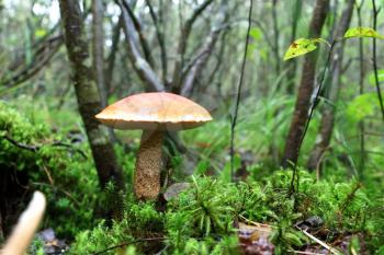Large orange cap boletus grows in moss wood. Red Leccinum mushroom grow in forest. Beautiful edible bolete