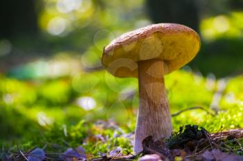 Big cep mushroom growing in sun rays forest moss. Boletus grow in sunny wood. Beautiful edible autumn raw bolete