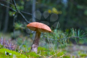 L:eccinum mushroom grow in moss forest. Orange cap boletus growing in wood. Beautiful edible autumn bolete