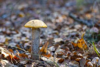 Leccinum mushroom growing in forest foliage. Orange cap boletus grow in wood. Beautiful edible autumn bolete