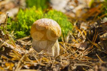 Small cep mushroom growing in sun rays forest moss. Boletus grow in sunny wood. Beautiful edible autumn raw bolete