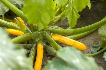 Young yellow squash grows. Vegetable diet plant. Vegan food ingredient