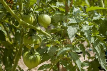 Green tomatoes grows. Tomato branch. Fresh summer season raw plant. Natural organic food ingredient
