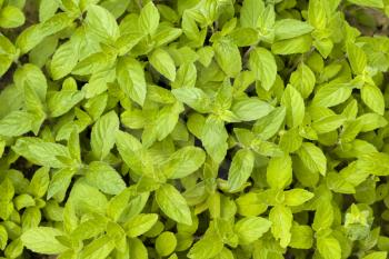 Mint grows in nature background. Spearmint herb leaves. Summer season peppermint plant