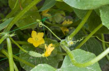 Cucumbers grow from blossom. Cucumber born from bloom flower. Fresh summer season raw plant. Natural organic food ingredient